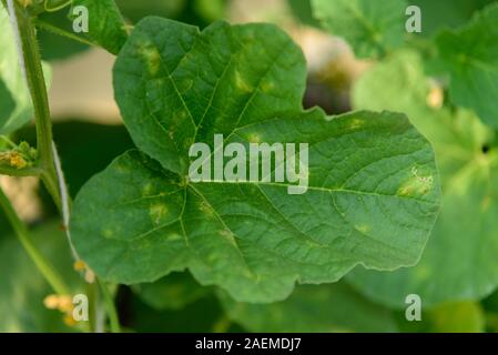 Falscher Mehltau in der Melone Baum Stockfoto