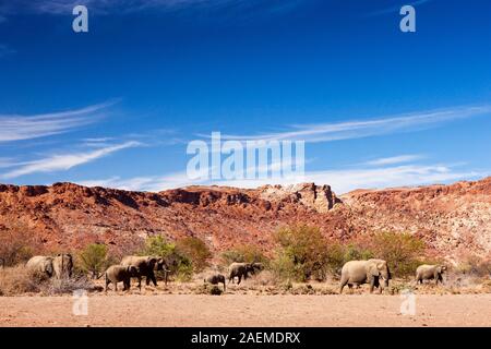 WüstenElefanten, die auf dem Flussbett warten, Twyfelfontein oder /UI-//aes, Damaraland (Erongo), Namibia, Südafrika, Afrika Stockfoto