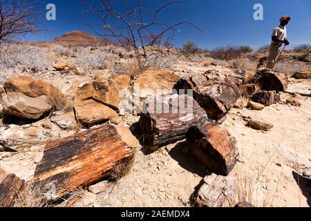 Versteinerter Wald, versteinerte Wälder, versteinerte Bäume, zu Stein verwandelt, Chorixas, Damaraland (Erongo), Namibia, Südafrika, Afrika Stockfoto