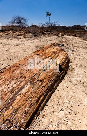 Versteinerter Wald, versteinerte Wälder, versteinerte Bäume, zu Stein verwandelt, Chorixas, Damaraland (Erongo), Namibia, Südafrika, Afrika Stockfoto