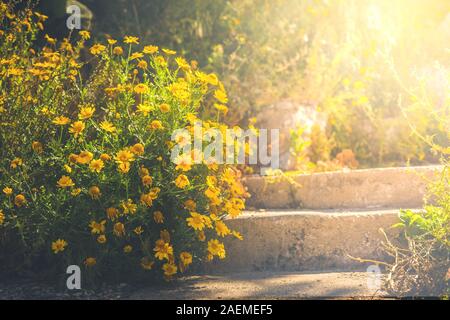 Riesige gelbe Blumen Busch in der Nähe von Old Stone Steps im Sommer Sonnenlicht. Gelb Ton gemütliche Reisen Hintergrund. Horizontale Stockfoto