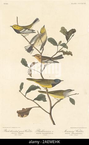 Illustration von Robert Havell nach John James Audubon aus dem Jahr 1837, die den Black-throated Green Warbler, Blackburnian Warbler und Trauer Warbler auf Ästen zeigt, die die Färbung der Federn, den Segel, die Beine und die natürlichen Lebensräume in Nordamerika beschreiben. Stockfoto