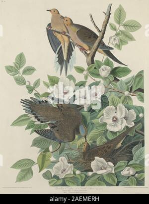 Robert Havell nach John James Audubon, Carolina Taube oder Turteltaube, 1827, Carolina Taube oder Turteltaube; 1827 Datum Stockfoto