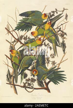 Robert Havell nach John James Audubon, Carolina Parrot, 1827, Carolina Parrot; 1827 Datum Stockfoto