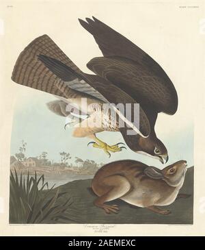 Dieser Druck von Robert Havell nach John James Audubon aus dem Jahr 1837 zeigt einen gemeinen Bussard, der auf einem Baumzweig thront und sein braunes Gefieder, breite Flügel, hakenförmiger Schnabel, scharfe Krallen und aufrechte Haltung in einer natürlichen Waldumgebung zeigt. Stockfoto
