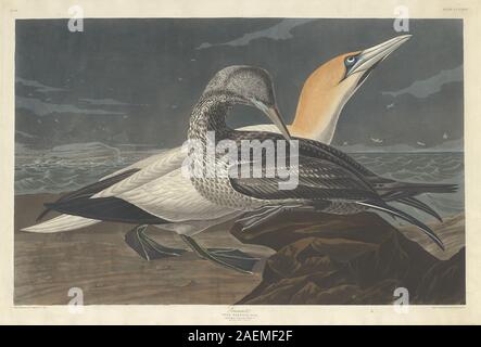 Robert Havell nach John James Audubon, Gannett, 1836, Gannett; 1836 Datum Stockfoto