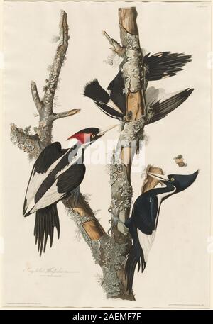 Robert Havell nach John James Audubon, Ivory-billed woodpecker, 1829, Ivory-billed woodpecker; 1829 Datum Stockfoto