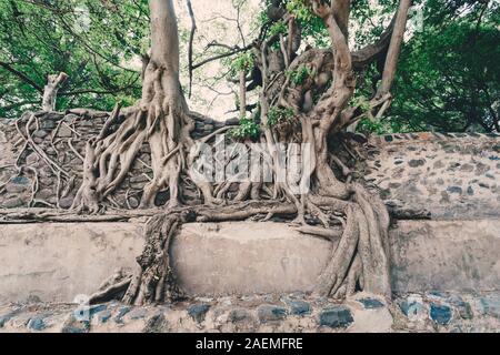 Gewirr von massiven Stamm Wurzeln in Fasil Ides Badewanne, Königreich Pool. Gondar, Äthiopien Stockfoto