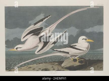 Robert Havell nach John James Audubon, Tropic Bird, 1835, Tropic Bird; 1835 Datum Stockfoto