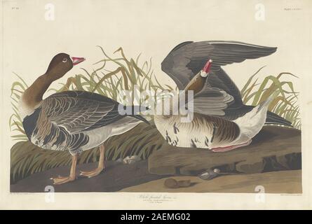 Robert Havell nach John James Audubon, white-fronted goose, 1836, white-fronted goose; 1836 Datum Stockfoto