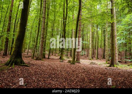 Das Waldgebiet der Granitz mit europäische Buche, Fagus sylvatica und Trauben-eiche, Quercus pontica, im Biosphärenreservat Südost Rügen, Deutschland Stockfoto