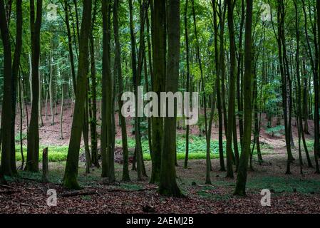 Das Waldgebiet der Granitz mit europäische Buche, Fagus sylvatica und Trauben-eiche, Quercus pontica, im Biosphärenreservat Südost Rügen, Deutschland Stockfoto