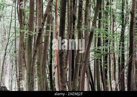 Das Waldgebiet der Granitz mit europäische Buche, Fagus sylvatica und Trauben-eiche, Quercus pontica, im Biosphärenreservat Südost Rügen, Deutschland Stockfoto