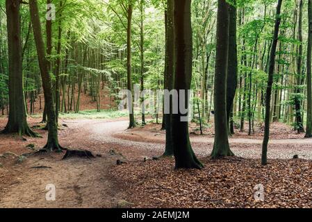 Das Waldgebiet der Granitz mit europäische Buche, Fagus sylvatica und Trauben-eiche, Quercus pontica, im Biosphärenreservat Südost Rügen, Deutschland Stockfoto