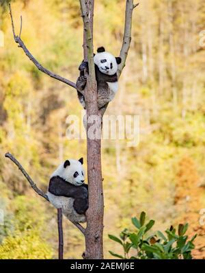 Pandas hinauf, hoch auf einem Baum der wunderbare Herbst Blick auf den angrenzenden Bereich Gengda Shenshuping Panda Basis in der Stadt zu genießen, Wenchuan Grafschaft, Ngawa Ti Stockfoto