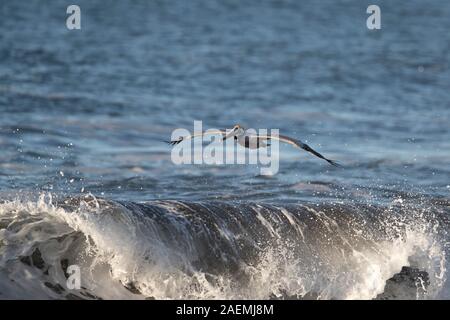 Brown pelican Gleiten über die Wellen Stockfoto