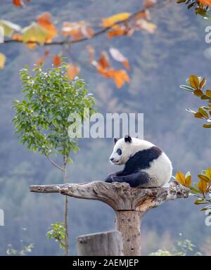 Pandas hinauf, hoch auf einem Baum der wunderbare Herbst Blick auf den angrenzenden Bereich Gengda Shenshuping Panda Basis in der Stadt zu genießen, Wenchuan Grafschaft, Ngawa Ti Stockfoto