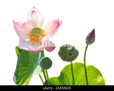 Pink Lotus und Lotus Pods auf weißem Hintergrund isolieren Stockfoto