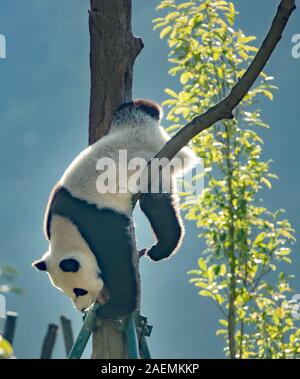Pandas hinauf, hoch auf einem Baum der wunderbare Herbst Blick auf den angrenzenden Bereich Gengda Shenshuping Panda Basis in der Stadt zu genießen, Wenchuan Grafschaft, Ngawa Ti Stockfoto