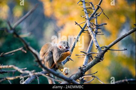 Ein totenkopfäffchen frisst Mais beim Sitzen auf einem Ast in Ningbo Zoo in Ningbo City, der ostchinesischen Provinz Jiangsu, 12. November 2019. *** Lokaler Ca Stockfoto