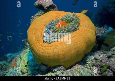 Malediven anemonenfischen (Amphiprion nigripes) lebt in Symbiose mit den herrlichen Seeanemone (Heteractis magnifica), Ari Atoll, Malediven Stockfoto