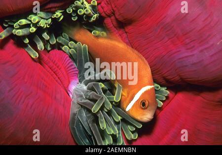 Malediven anemonenfischen (Amphiprion nigripes) lebt in Symbiose mit den herrlichen Seeanemone (Heteractis magnifica), Ari Atoll, Malediven Stockfoto