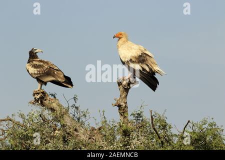 Schmutzgeier auf dem Zweig Stockfoto