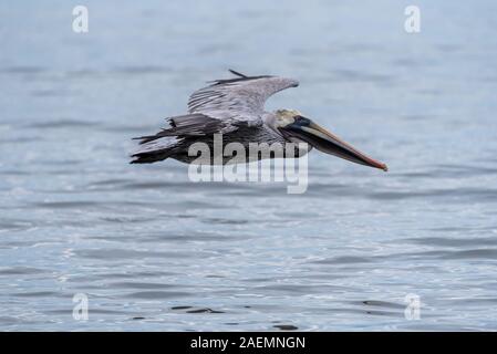 Wilde Braune Pelikan Vogel über den Pazifischen Ozean in Mexiko fliegen. Stockfoto