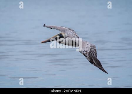 Wilde Braune Pelikan Vogel über den Pazifischen Ozean in Mexiko fliegen. Stockfoto