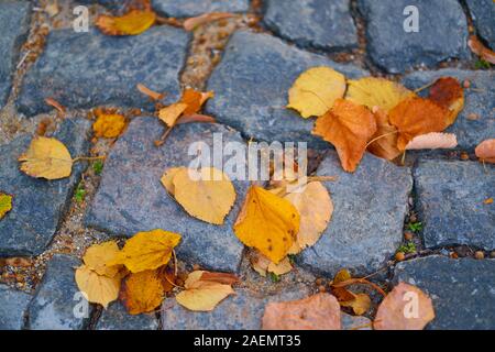 Gelbe Laub auf gepflasterten Gasse in einer Stadt, Herbst, niemand, Straße Stockfoto