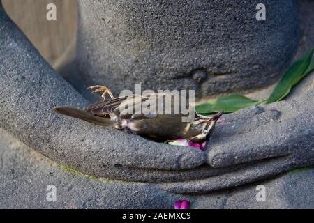 Tot Redwing in Händen von Buddha Stockfoto