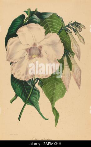 Echites Splendens von Samuel Holden, die blühende Pflanze mit detaillierten botanischen Merkmalen, naturalistische Pflanzenstudien und botanische Illustrationen aus dem frühen 20. Jahrhundert darstellen. Stockfoto