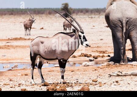 Gemsbok neben Wasserloch, Salzpfanne, Etosha-Nationalpark, Namibia, Südafrika, Afrika Stockfoto