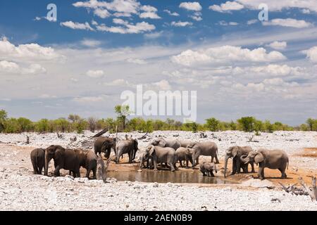 Elefanten, die Wasser trinken, am Wasserloch, in der Salzpfanne, im Etosha-Nationalpark, Namibia, Südliches Afrika, Afrika Stockfoto