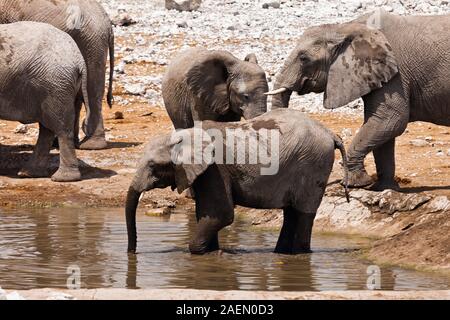 Elefanten, die Wasser trinken, am Wasserloch, in der Salzpfanne, im Etosha-Nationalpark, Namibia, Südliches Afrika, Afrika Stockfoto