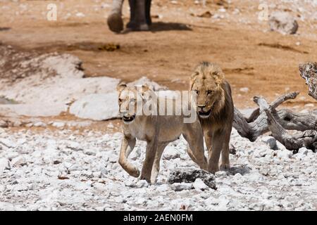 Löwenpaare besuchen Wasserloch, Salzpfanne, Etosha-Nationalpark, Namibia, Südafrika, Afrika Stockfoto
