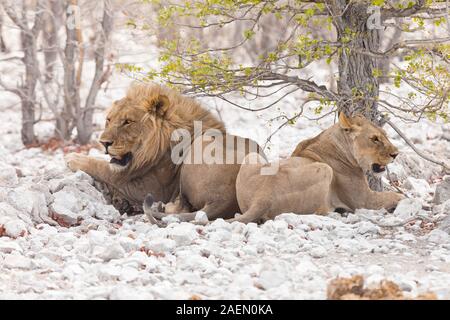 Löwenpaare, die sich in der Nähe von Wasserlöchern, Salzpfannen, Etosha-Nationalpark, Namibia, Südafrika, Afrika Stockfoto