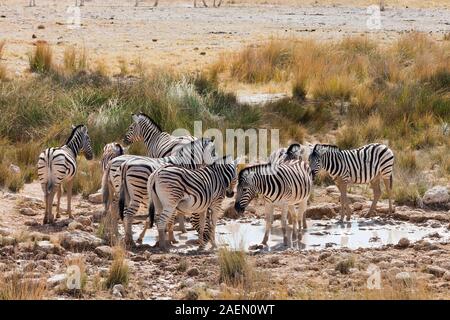Zebras-Herde, an Wasserloch, Salzpfanne, Etosha-Nationalpark, Namibia, Südliches Afrika, Afrika Stockfoto