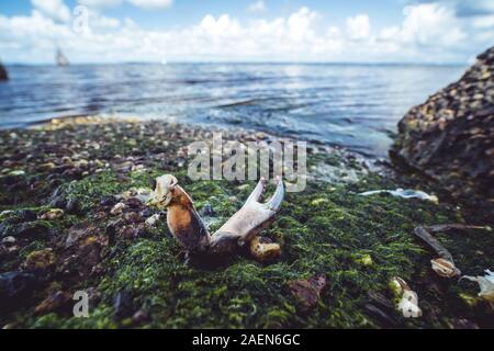 Die Überreste der Krabben auf den Steinen in der Nähe des Meeres. Ort der Seevögel Mahlzeit. Die Schalen der Gliederfüßer. Reste nach dem Frühstück von Möwen. Stockfoto