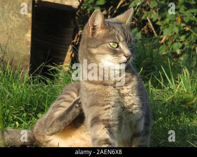 Tabby Katze liegt in der Sonne Stockfoto