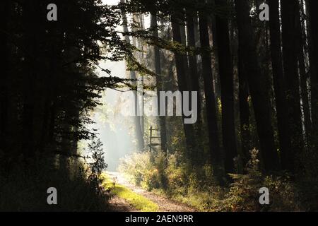 Land straße durch den Wald an einem sonnigen Morgen. Stockfoto