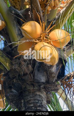 Kokosnüsse auf Kokospalme. Cocos nucifera. Mauritius, Maskarenen Inseln. Stockfoto