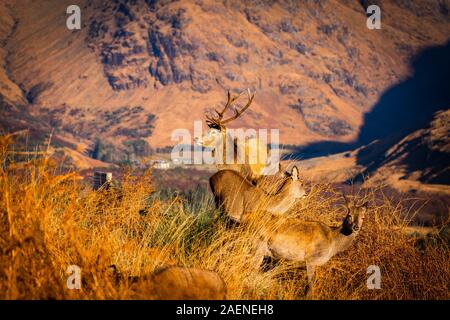 Monarch der Glen: Red Deer Hirsch in Glen Etive, Schottland Stockfoto