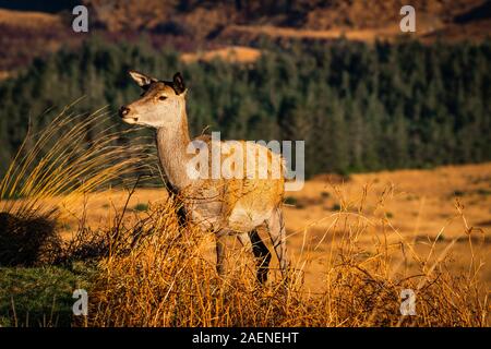 Red deer Hind in den schottischen Highlands Stockfoto