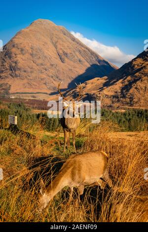 Monarch der Glen: Red Deer Hirsch in Glen Etive, Schottland Stockfoto