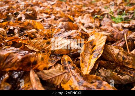 Hintergrund der Blätter im Herbst in den Boden Stockfoto