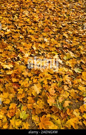 Hintergrund der Blätter im Herbst in den Boden Stockfoto