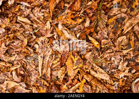 Hintergrund der Blätter im Herbst in den Boden Stockfoto