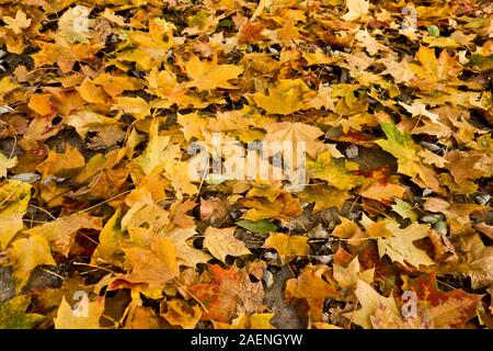 Hintergrund der Blätter im Herbst in den Boden Stockfoto