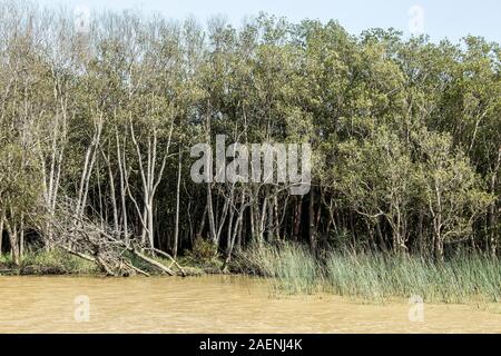 Mangrove am Ufer des Lake St. Lucia Stockfoto